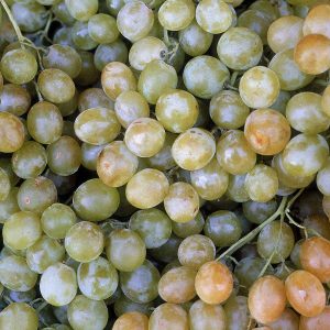 Chasselas/Gutedel Grapes wine-sense