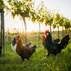 Cockerels in a vineyard © Austrian Wine / www.pov.at
